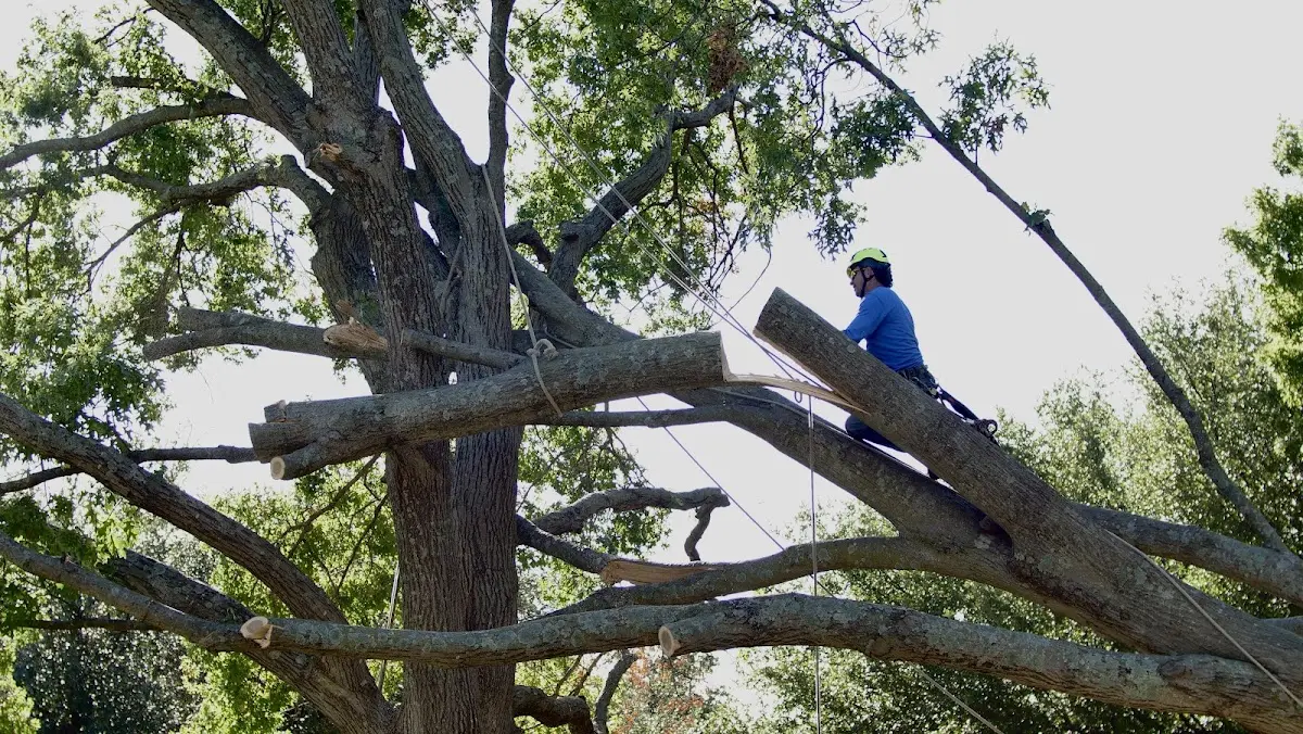 Professional Hazardous Tree Removal performed by certified arborists in Winston